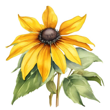 A painting of the Black-Eyed Susan plant. 