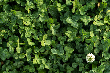 clover, solid background, st patrick's day 