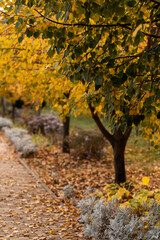 bright autumn in the city, yellowing fading leaves, background