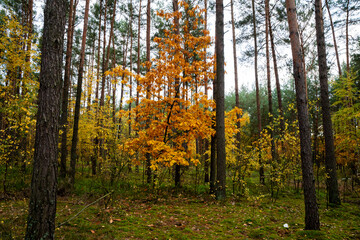 beautiful forest in autumn, autumn forest, forest full of autumn golden colors
