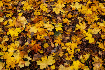 autumn golden leaves, autumn leaves, autumn in full swing