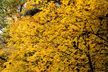 autumn golden leaves, autumn leaves, autumn in full swing
