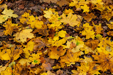 autumn golden leaves, autumn leaves, autumn in full swing