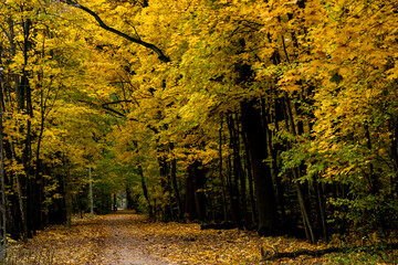 beautiful forest in autumn, autumn forest, forest full of autumn golden colors - obrazy, fototapety, plakaty