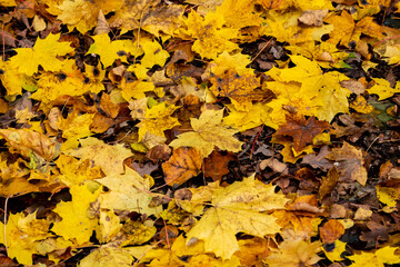 autumn golden leaves, autumn leaves, autumn in full swing