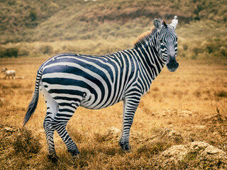 Fototapeta na wymiar Portrait of zebra in its natural habitat in the Hell’s Gate National Park in Kenya, Africa