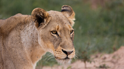 a close-up of a lioness