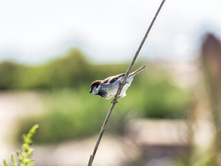 A sparrow, Passer domesticus, on a branch, in the surroundings of Torrevieja, Spain.
