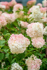 hydrangea in the small garden