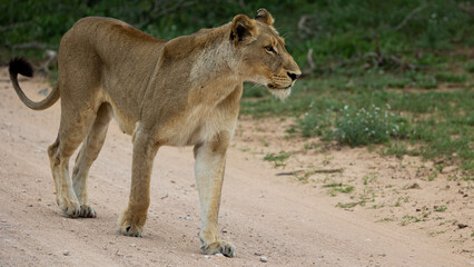 a lioness walking on the gravel road