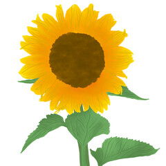 Colorful sunflower illustration 