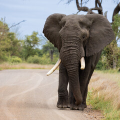 Fototapeta na wymiar a big African elephant bull on the road