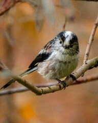 Obraz premium Long-tailed tit perched on a branch of a tree.