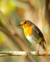 Obraz premium European robin perched atop a foliage-covered tree branch in a lush forest setting.