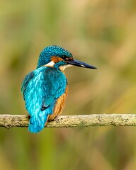 Fototapeta premium Kingfisher perched on a bare branch near a scenic landscape of lush green trees and grass.