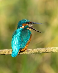 Kingfisher perched on a bare branch near a scenic landscape of lush green trees and grass.