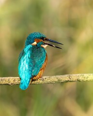 Kingfisher perched on a bare branch near a scenic landscape of lush green trees and grass.