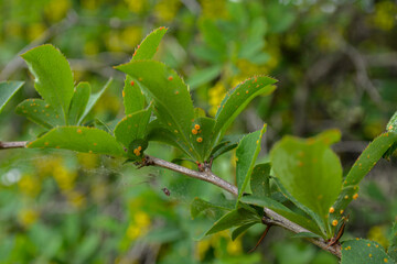 Fototapeta na wymiar Barberry leaves affected by Puccinia graminis