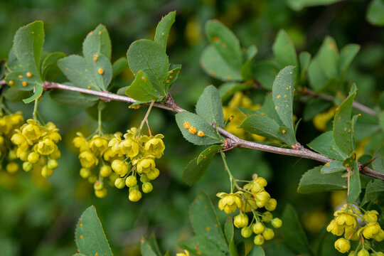 Barberry leaves affected by Puccinia graminis