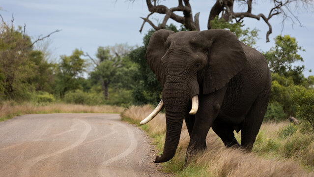 a big African elephant bull on the road