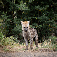 Obraz premium Young hyena cub on the road