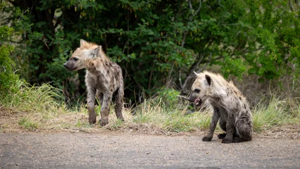 Tuinposter Young hyena cub on the road © Jurgens