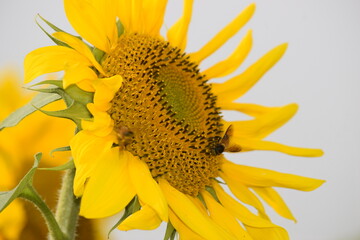 Sunflower beautiful Nature of Bangladesh.
Brahmanbaria. Bangladesh.