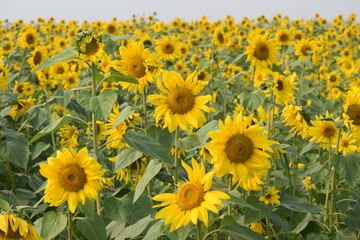 Obraz premium Sunflower beautiful Nature of Bangladesh. Brahmanbaria. Bangladesh.