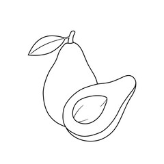 vector hand drawn avocado on white background