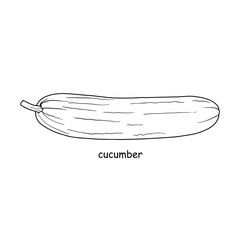 Hand drawn cucumber on white background.
