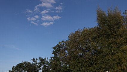 Tree blue sky, tree top against blue sky on a sunny day. Nature Indonesia