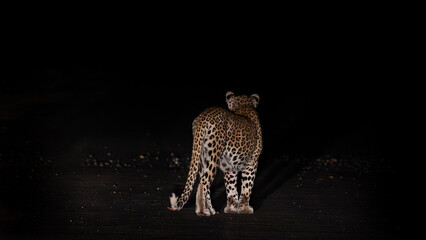 a male leopard walking on the road at night