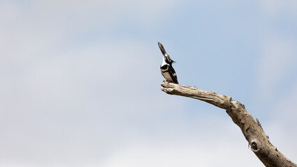 a pied kingfisher with a fish in the bill