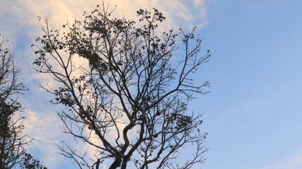 Tree blue sky, tree top against blue sky on a sunny day. Nature Indonesia