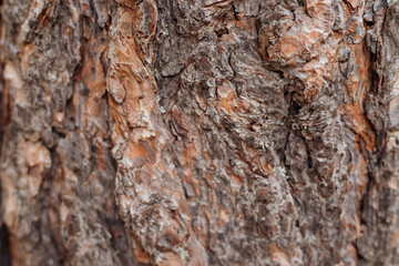 The texture of the tree bark. A tree in a forest or park in close-up. Relief texture and background. Beauty is in nature. Uneven, rough surface. Natural background.