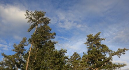 Tree blue sky, tree top against blue sky on a sunny day. Nature Indonesia