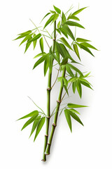 Bamboo plant with green leaves on white background with shadow.