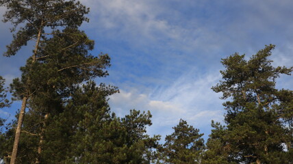 Tree blue sky, tree top against blue sky on a sunny day. Nature Indonesia