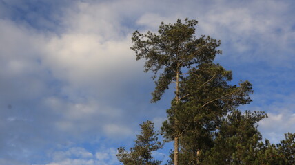 Obraz premium Tree blue sky, tree top against blue sky on a sunny day. Nature Indonesia