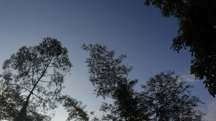 Tree blue sky, tree top against blue sky on a sunny day. Nature Indonesia