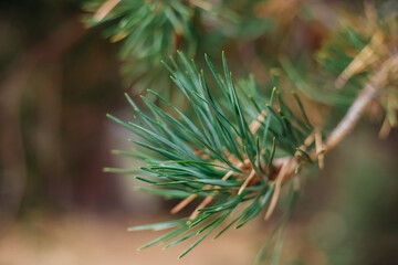 Naklejka na ściany i meble Pine branch close-up in the autumn forest. Fluffy green branches. A young plant. Landscaping of the territory. Beautiful natural background.