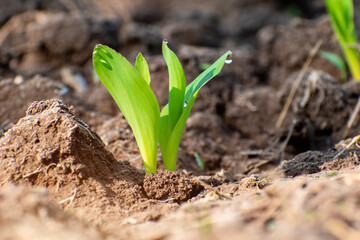 Maize seedling in agricultural garden, Growing Young Green Corn Seedling