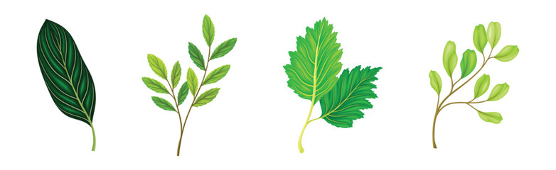 Green Leaf and Fresh Foliage as Nature Element Vector Set