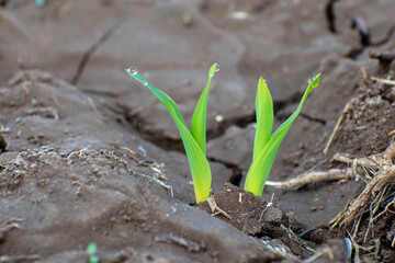Maize seedling in agricultural garden, Growing Young Green Corn Seedling