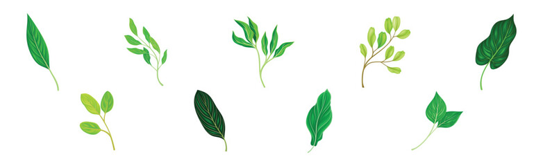 Green Leaf and Fresh Foliage as Nature Element Vector Set