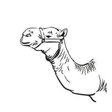 Camel head and long neck drawing, Dromedary camel portrait in profile vector sketch, Hand drawn illustration