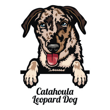 Catahoula Leopard Dog - Color Peeking Dogs - breed face head isolated on white