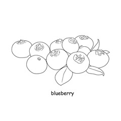 Hand drawn blueberry fruits on white background.
