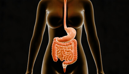 3D Visualization of the Anterior Human Stomach Tract in Digestive System. Generative AI
