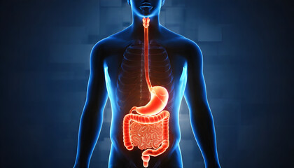 3D Visualization of the Anterior Human Stomach Tract in Digestive System. Generative AI